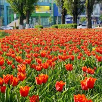 На улицах Белгорода :: Фёдор Меркурьев