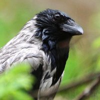 Ларочка :: kolyeretka 