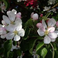 Цветет яблоня :: Рита Симонова