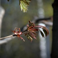 Кленовый цвет :: Владимир Кроливец Кленовый цвет :: Владимир Кроливец