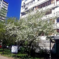 Черёмуха у дома. :: Ольга Довженко