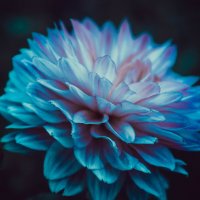 Георгина :: Варвара Высоцкая