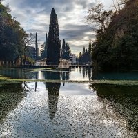 Кипарис :: Eugene *