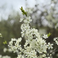 Деревья в цвету :: Анна Каткова