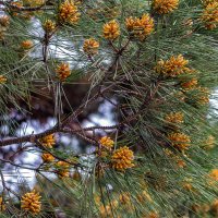 У сосен тоже весна :: Юрий Яловенко У сосен тоже весна :: Юрий Яловенко