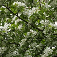 Цветение яблони... :: Freddy 97