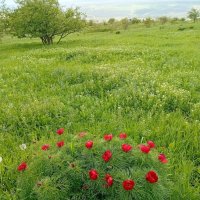 Кавминводы... на Лысой горе... :: Нина Бутко