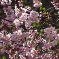 Сакура еще цветет :: Anna-Sabina Anna-Sabina