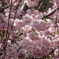 их много и они красивые :: Anna-Sabina Anna-Sabina их много и они красивые :: Anna-Sabina Anna-Sabina