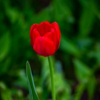 Тюльпан :: Светлана SvetNika17