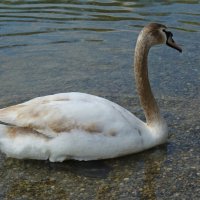 .... :: Галина 