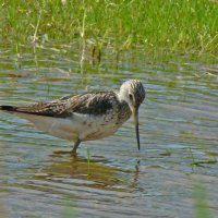 гляжу в озера синие :: gawrilа - dan