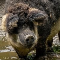 Мангалица... :: Николай Гирш Мангалица... :: Николай Гирш