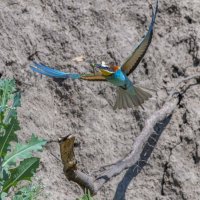 золотистые щурки. :: юрий макаров золотистые щурки. :: юрий макаров