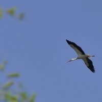 природа апреля 13 :: Александр Прокудин