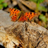 природа апреля 15 :: Александр Прокудин природа апреля 15 :: Александр Прокудин