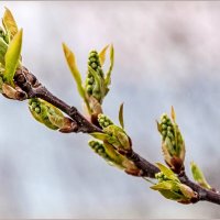 Неторопливая весна... :: Aquarius - Сергей Неторопливая весна... :: Aquarius - Сергей