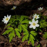 Ветреница :: Александр Синдерёв