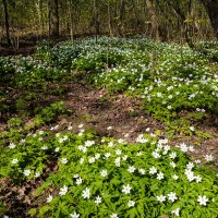 Пейзаж весны с анемонами :: Александр Синдерёв