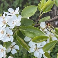 Расцветали яблони и груши… :: Натали Королева