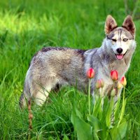 У Волчка один глаз карий, а другой голубой! :: Восковых Анна Васильевна 