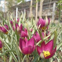 Такие разные, такие прекрасные! :: Pippa 