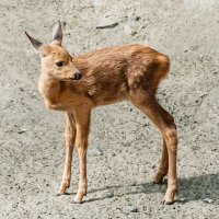 Косуля :: SanSan 