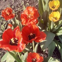 Тюльпаны :: Георгиевич 