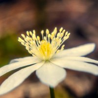 Первоцветы :: Lyubov Busova