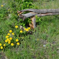 Прошел бырелом... :: Андрей Хлопонин Прошел бырелом... :: Андрей Хлопонин