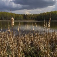 Рогоз потрепанный ветром :: Сергей Цветков