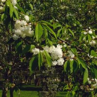 Белая сакура :: Фёдор Меркурьев