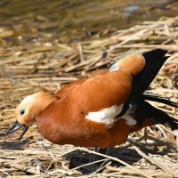 Москва. Ботанический сад МГУ. Огарь. :: Наташа ***** Москва. Ботанический сад МГУ. Огарь. :: Наташа *****