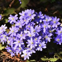 Москва. Ботанический сад МГУ. :: Наташа *****