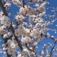 Апрель  ! :: Елена Шаламова