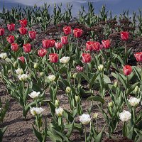 Тюльпаны :: Владимир Кроливец