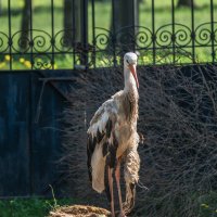 Раненый аист в Церкви  святого архистратига Михаила в Гомеле :: Игорь Сикорский