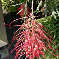 гревеллея :: Александр Корчемный гревеллея :: Александр Корчемный