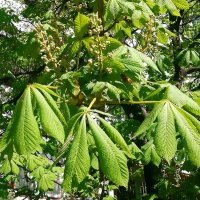 Каштаны расцветают! :: Ольга Довженко