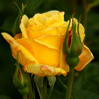 Первая роза апреля :: Юрий. Шмаков