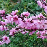 Цветет Персик :: Рита Симонова Цветет Персик :: Рита Симонова