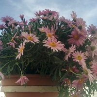 Хризантема кустарниковая. Цветы на бланоконе. :: Светлана Хращевская Хризантема кустарниковая. Цветы на бланоконе. :: Светлана Хращевская