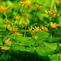 Чистяк :: Наталья Лакомова