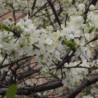 Цветение яблони :: Freddy 97