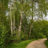 Мимо берёз... :: Николай Гирш