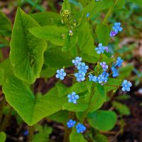 Первые незабудочки :: Светлана Первые незабудочки :: Светлана