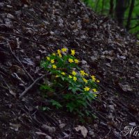 *** :: Наталья Вязигина