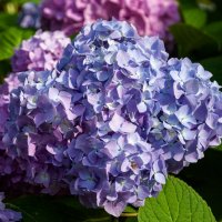 Цветы :: Геннадий Фадеев