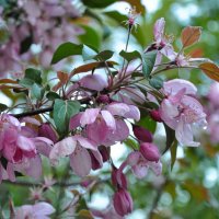 Яблони цветут и холода идут... :: Татьяна Машошина