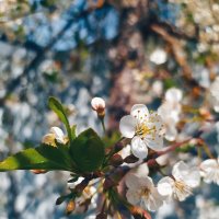 Весеннее цветение :: Любовь Иванова